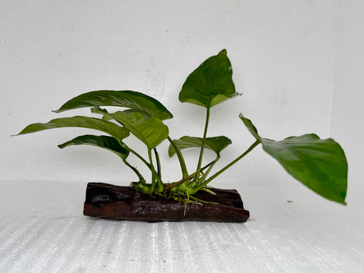 * Plants* Anubias Nana on wood #ANWM