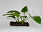 * Plants* Anubias Nana on wood #ANWM