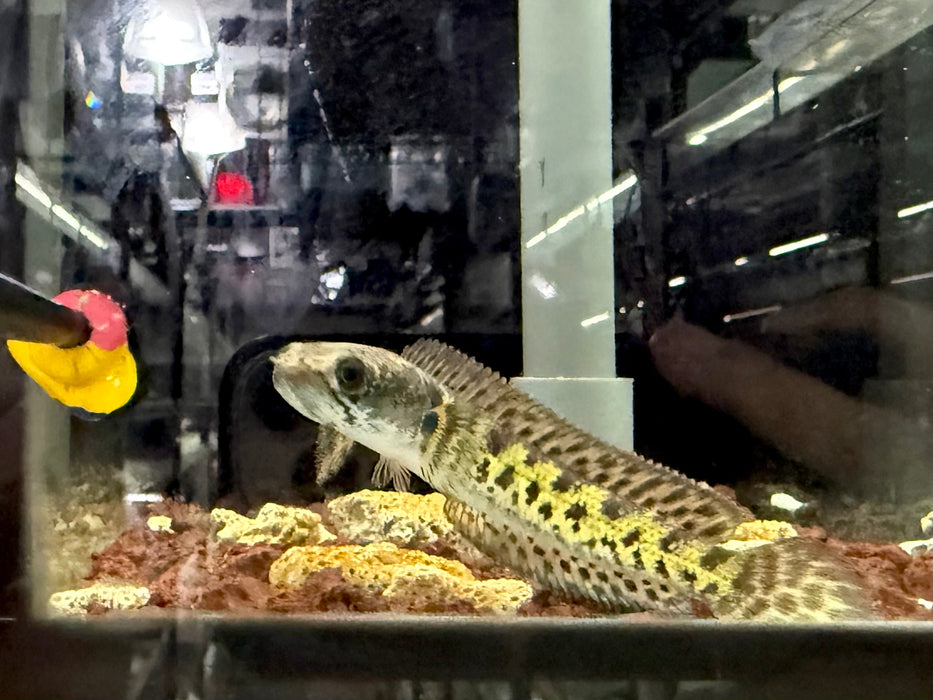 * Channa * Channa Aurantimaculata (Cobra Channa) 10-12CM