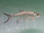 * Other Species * Megalops atlanticus  (Atlantic tarpon) 25-26cm