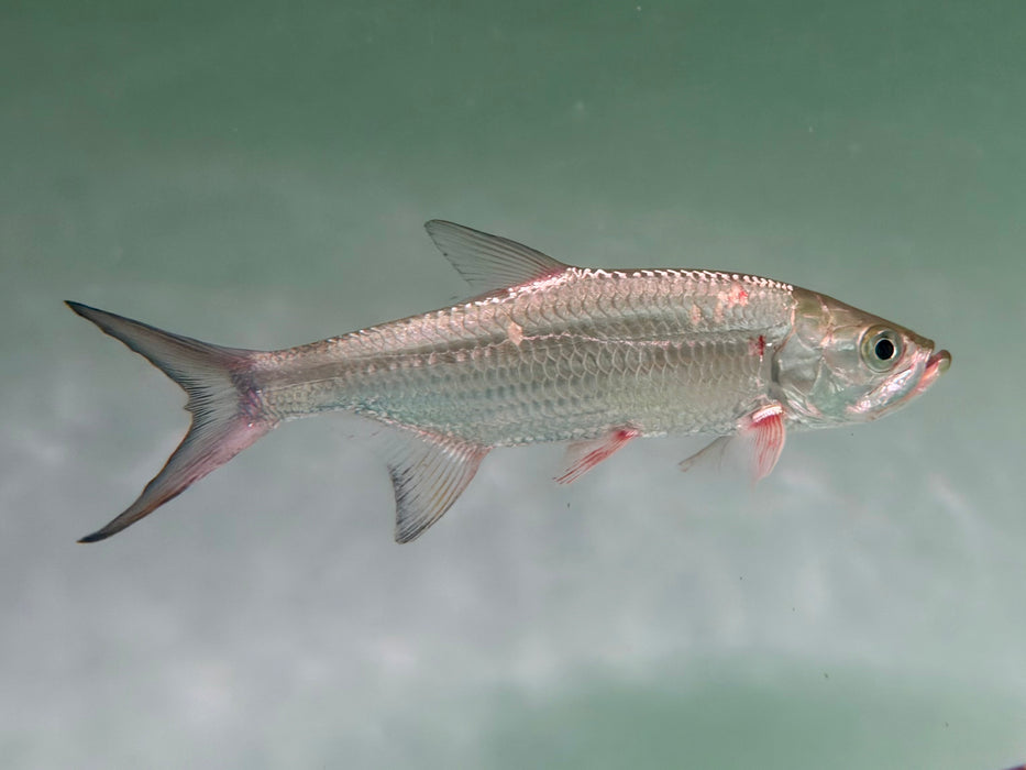 * Other Species * Megalops atlanticus  (Atlantic tarpon) 25-26cm