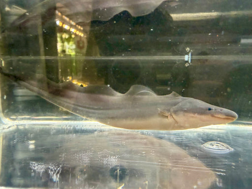 * Other Species * Gymnarchus niloticus (Aba Aba) 24-26cm