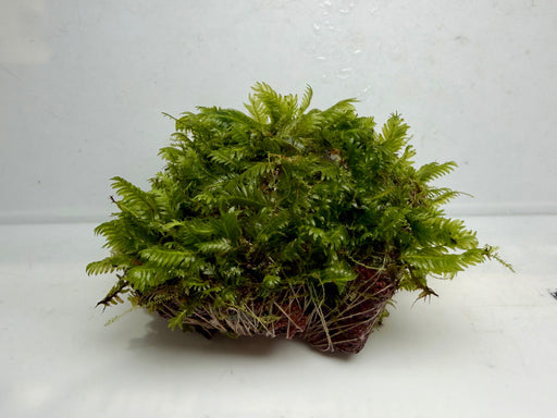 * Plants* Fissidens on Rock #FSR