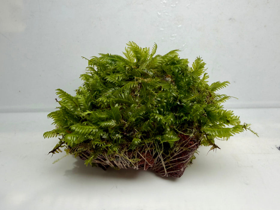 * Plants* Fissidens on Rock #FSR