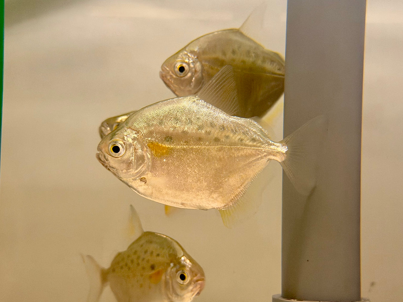 * Other Species * Metynnis lippincottianus (Spotted Silver Dollar) 6-8cm