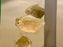 * Other Species * Metynnis lippincottianus (Spotted Silver Dollar) 6-8cm