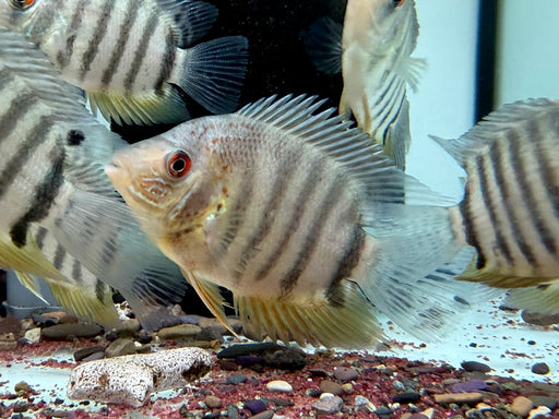 * Cichlids * Heros sp. Rotkeil 6-9cm