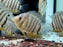 * Cichlids * Heros sp. Rotkeil 6-9cm