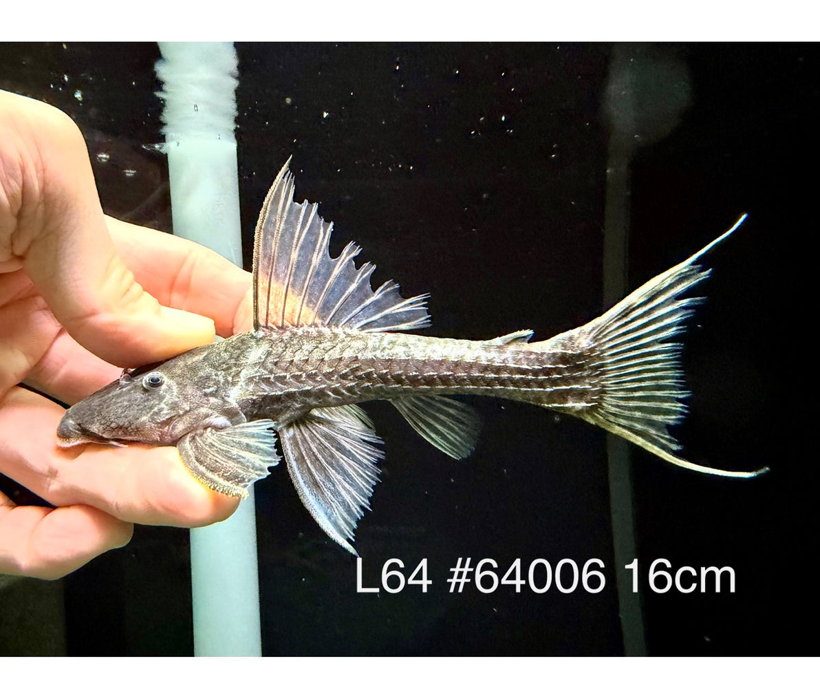 * Pleco * Pseudacanthicus sp. L64 (16cm) #64006 (Actual Piece)