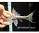* Pleco * Pseudacanthicus sp. L64 (16cm) #64006 (Actual Piece)