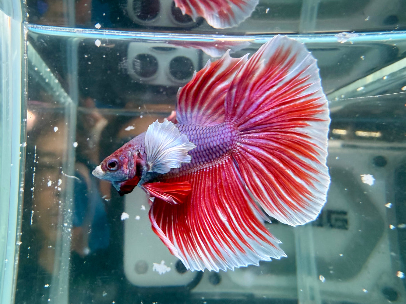 * Betta * HM Halfmoon (Actual Fish) #03
