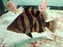* Other Species * Datnioides microlepis Indonesian Tiger Perch (Odd Bar IT) 18-20cm
