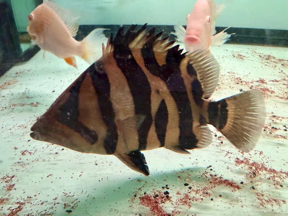 * Other Species * Datnioides microlepis Indonesian Tiger Perch (Odd Bar IT) 18-20cm