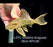 * Pleco *  Panaque armbrusteri (L27C Araguaia GOLDLINE) 16cm #27c35 (Actual piece)