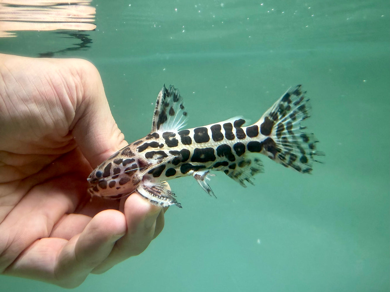 * Catfish * Liosomadoras oncinus "Jaguar Catfish" 10cm #JCB11