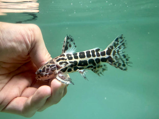 * Catfish * Liosomadoras oncinus "Jaguar Catfish" 10cm #JCB11