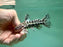 * Catfish * Liosomadoras oncinus "Jaguar Catfish" 10cm #JCB11