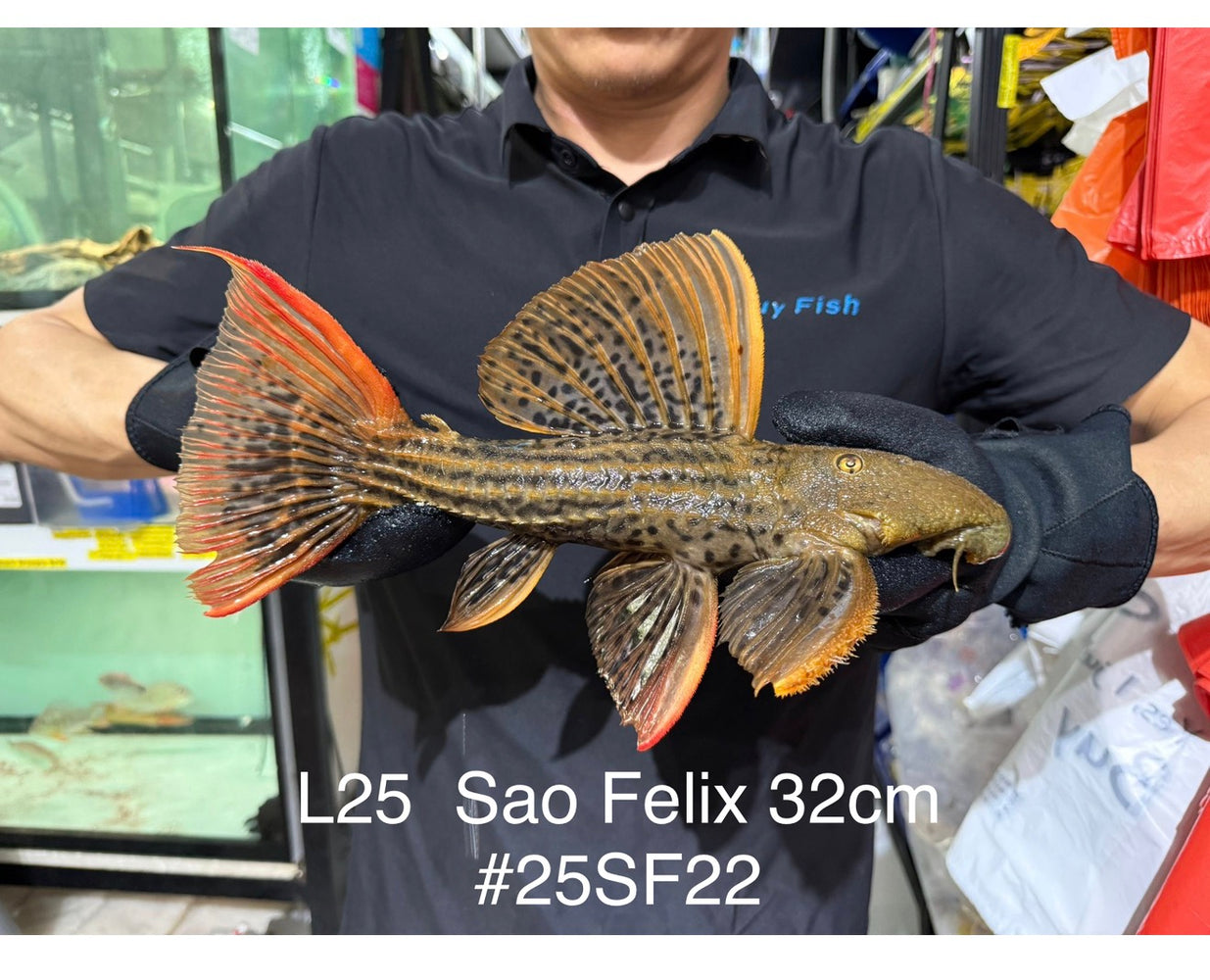 * Pleco *  Pseudacanthicus Pirarara (L25 Sao Felix) 32cm #25SF22 (Actual piece)