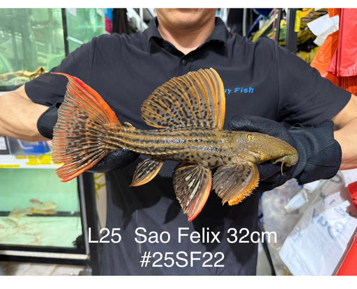 * Pleco *  Pseudacanthicus Pirarara (L25 Sao Felix) 32cm #25SF22 (Actual piece)