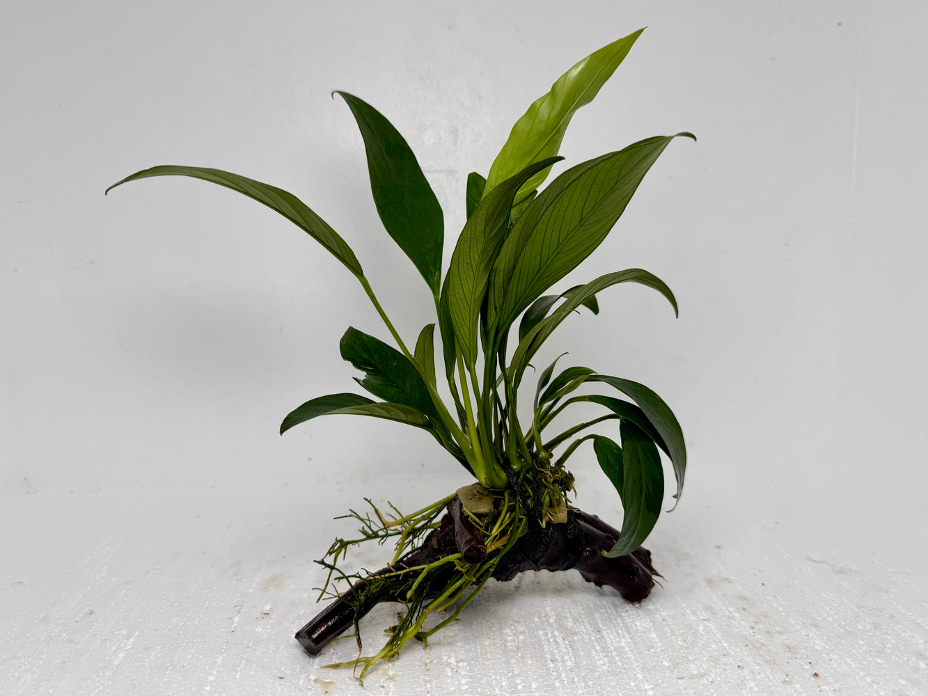 * Plants* Anubias Nana On Spiderwood #48