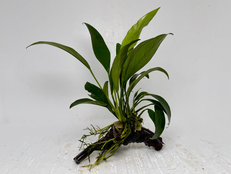 * Plants* Anubias Nana On Spiderwood #48