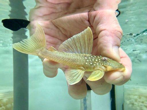 * Pleco *  Baryancistrus Demantoides (L200 High Fin) 9-11cm
