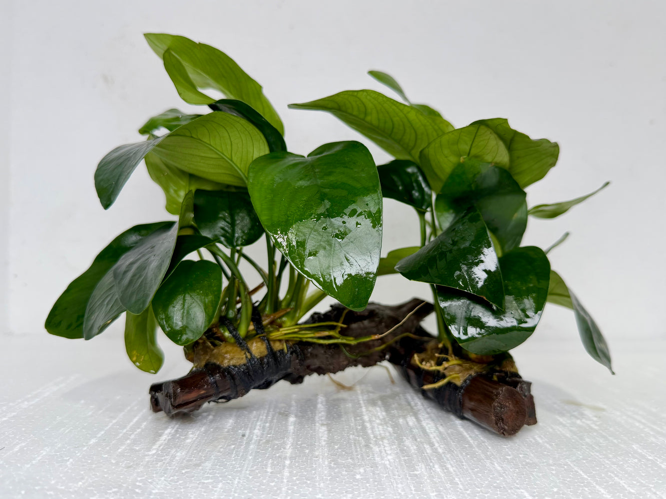 * Plants* Anubias Nana on Spiderwood #116