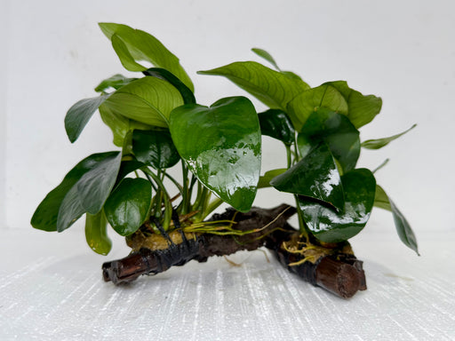 * Plants* Anubias Nana on Spiderwood #116