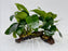 * Plants* Anubias Nana on Spiderwood #116