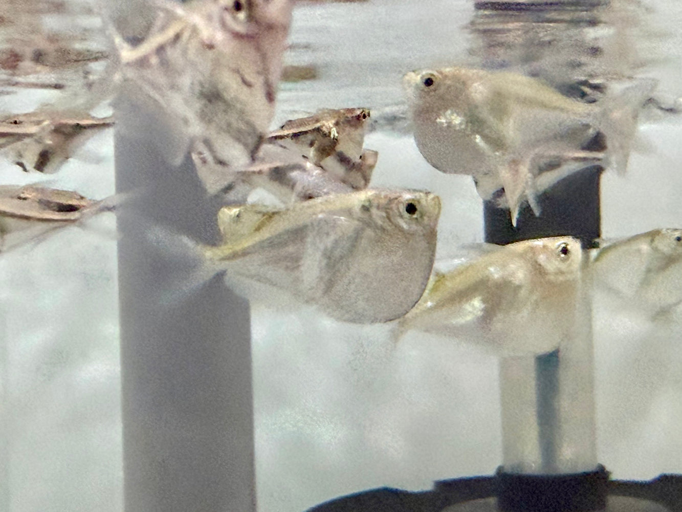 * Tetra/Barb  * Thoracocharax stellatus (Silver Hatchetfish)