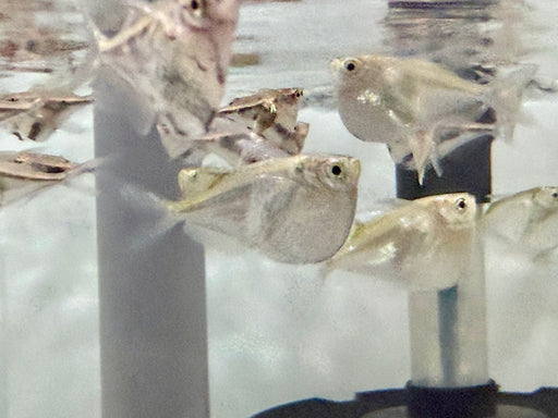 * Tetra/Barb  * Thoracocharax stellatus (Silver Hatchetfish)