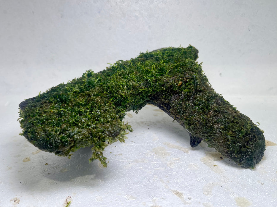 * Plants* Moss on driftwood #02