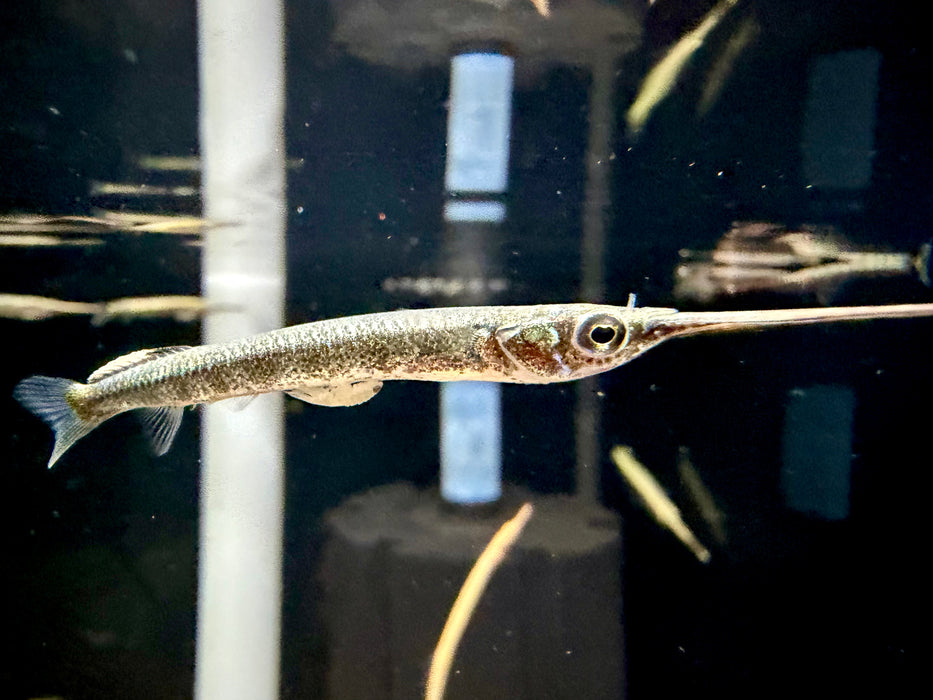 * Other Species * Zenarchopterus Dunckeri (Duncker River Halfbeak)