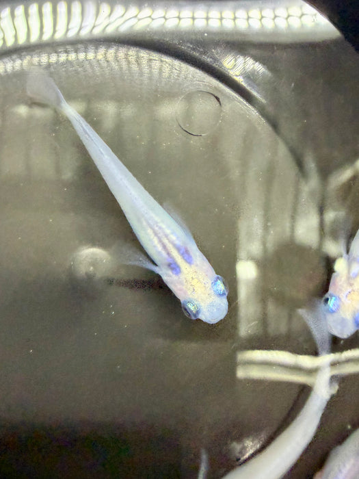 * Tetra * Blue Eye - Water Drip Medaka Ricefish