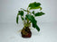 * Plants* Anubias on small rock #ABR