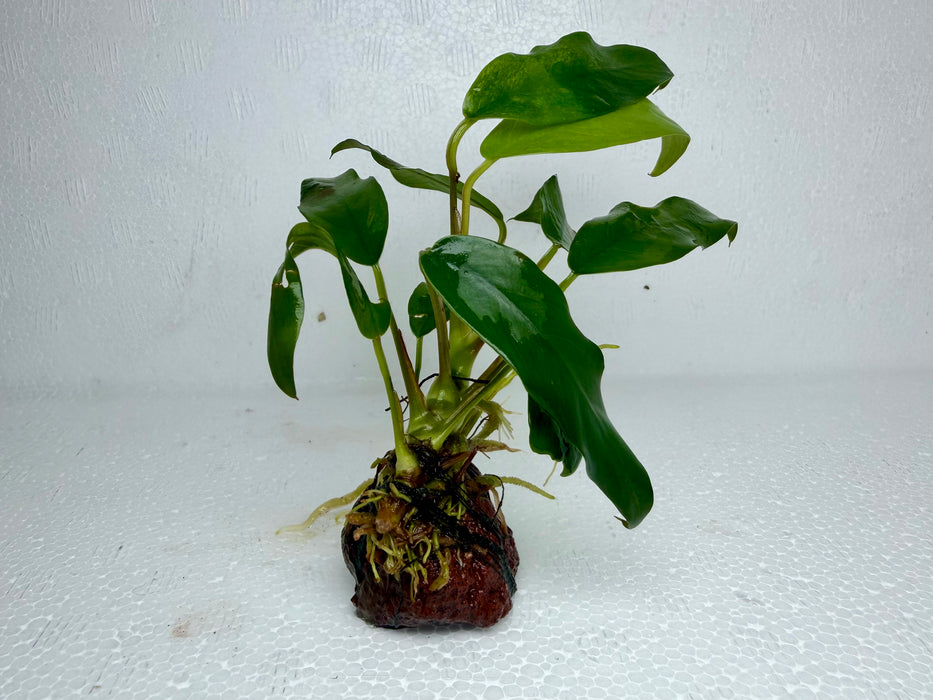 * Plants* Anubias on small rock #ABR