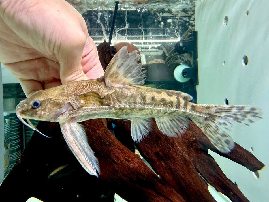 * Catfish * Franciscodoras marmoratus 18-20cm