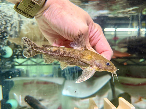 * Catfish * Franciscodoras marmoratus 14-16cm