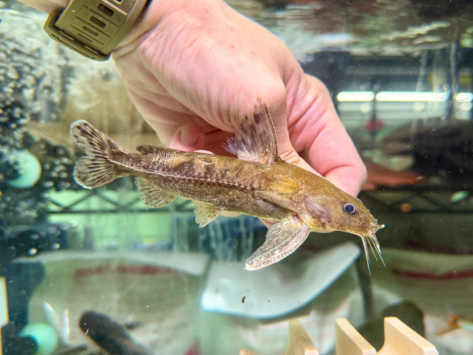 * Catfish * Franciscodoras marmoratus 14-16cm