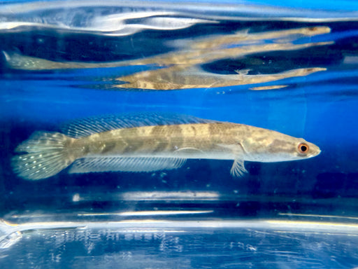 * Channa * Channa Marulioides Green “North Kalimantan” 14-16cm