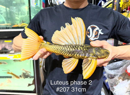 * Pleco *  Hypostomus Luteus phase 2 31cm #P207 (Actual Piece)