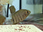 * Cichlids * Heros sp. Rotkeil 6-8cm