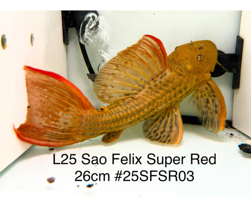 * Pleco *  Pseudacanthicus Pirarara (L25 Sao Felix Super Red) 26cm #25SFSR03 (Actual piece)