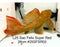 * Pleco *  Pseudacanthicus Pirarara (L25 Sao Felix Super Red) 26cm #25SFSR03 (Actual piece)