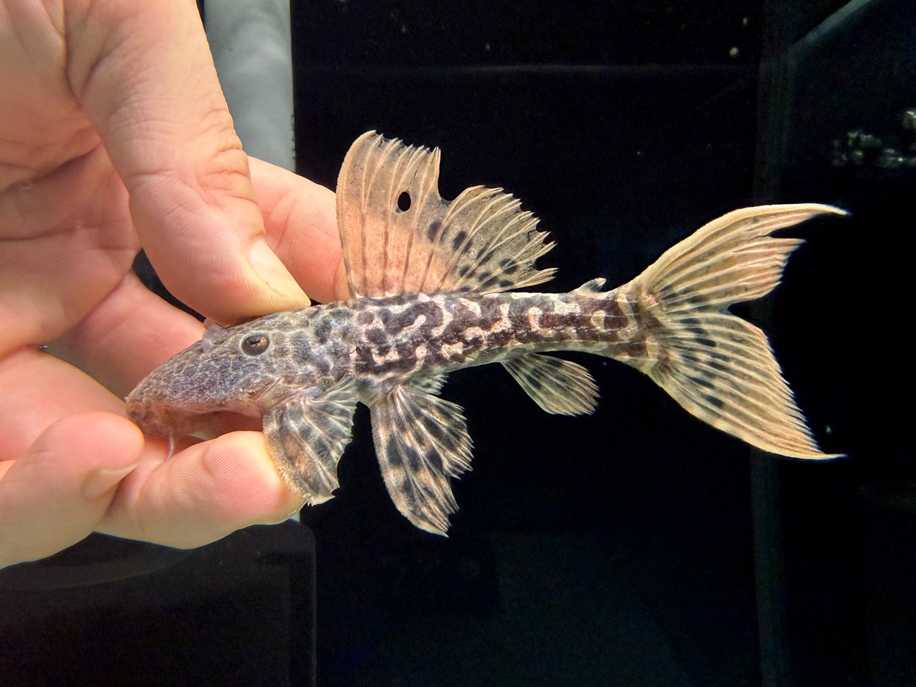 * Pleco * L273 Titanic Pleco (12-14cm)
