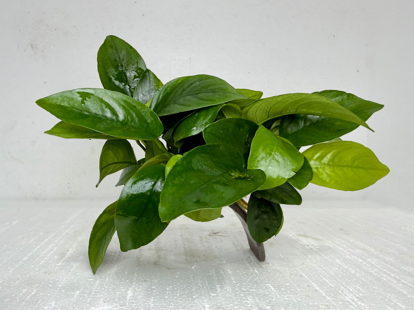 * Plants * Anubias Nana on resin #02