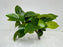 * Plants * Anubias Nana on resin #02