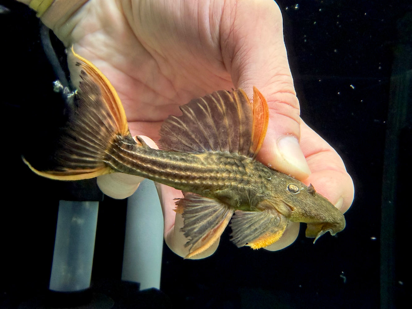 * Pleco *  Pseudacanthicus pirarara (L25) 7 pointer 10-12cm