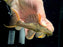 * Pleco *  Pseudacanthicus pirarara (L25) 7 pointer 10-12cm