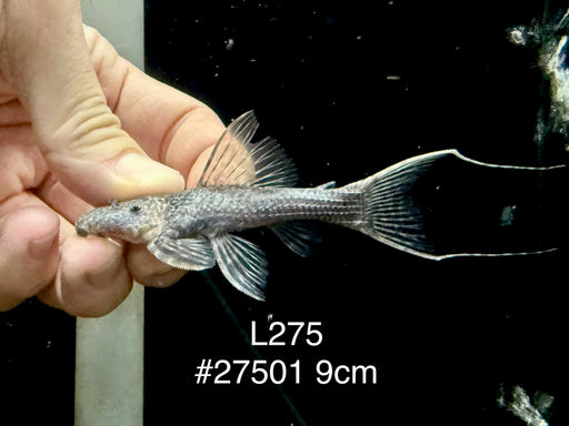 * Pleco *  Pseudacanthicus hystrix (L275 Tailstriped Cactus Pleco) 9cm #27501 (Actual piece)